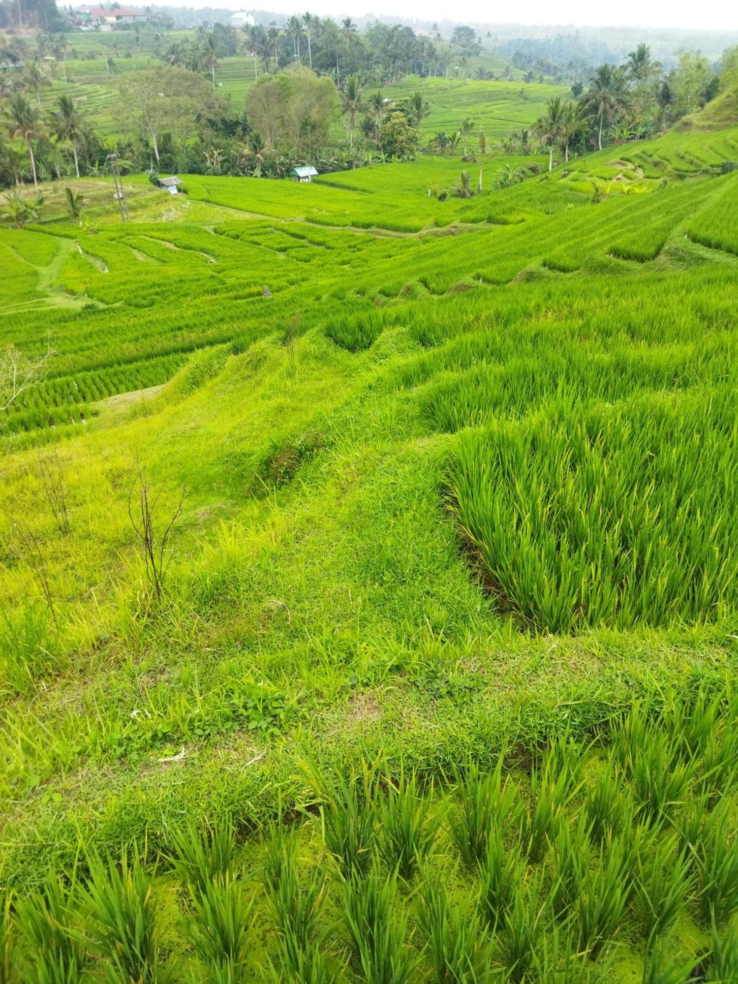 Wahwik'S House Hotel Ubud  Ngoại thất bức ảnh