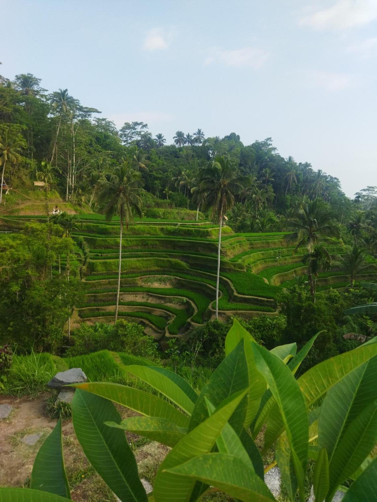 Wahwik'S House Hotel Ubud  Ngoại thất bức ảnh