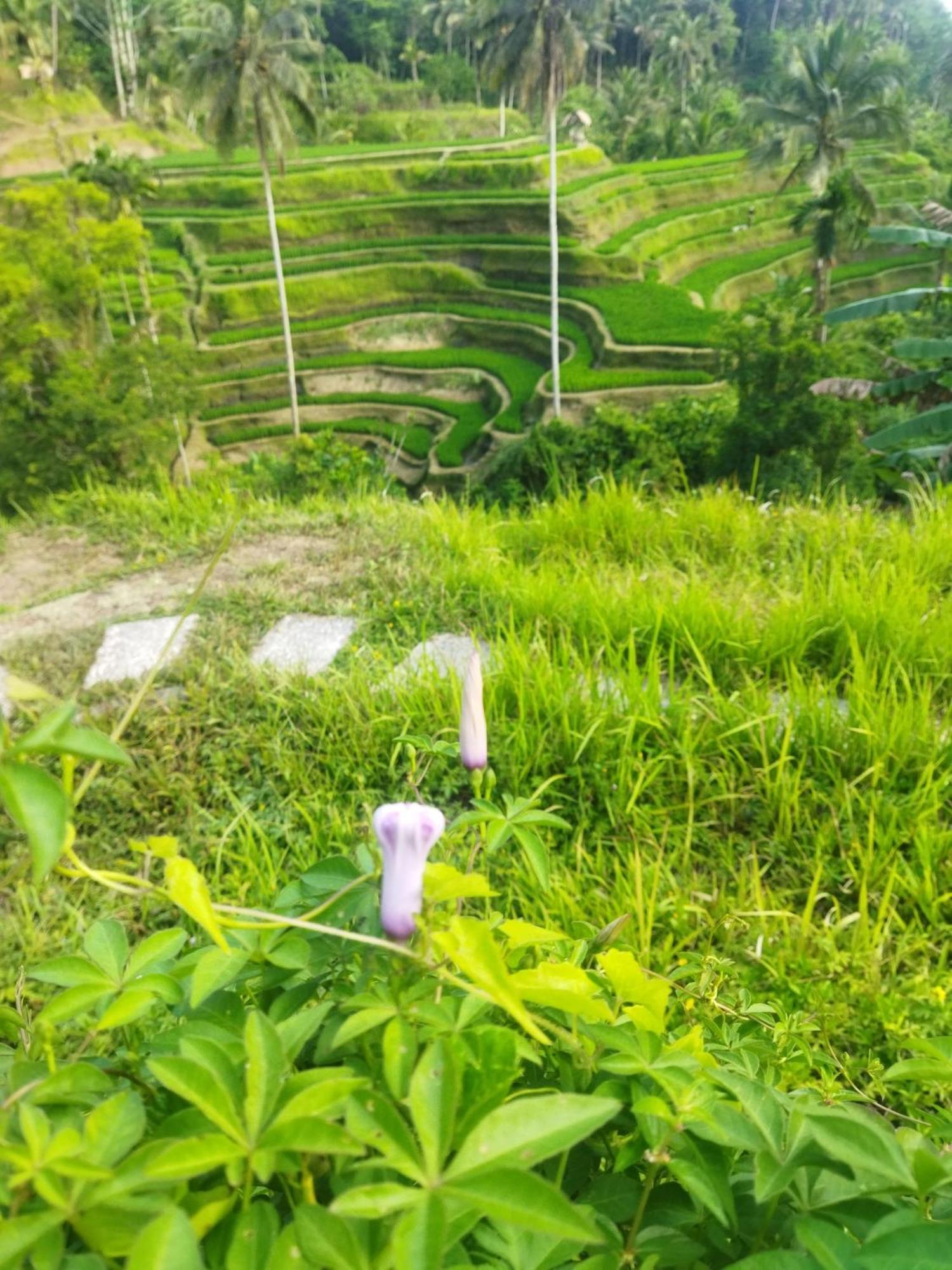 Wahwik'S House Hotel Ubud  Ngoại thất bức ảnh