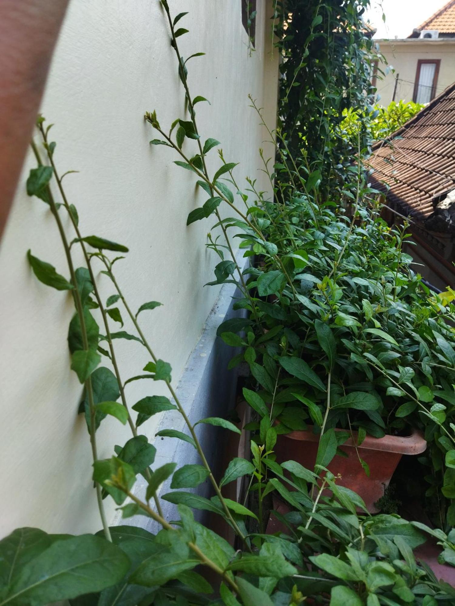 Wahwik'S House Hotel Ubud  Ngoại thất bức ảnh